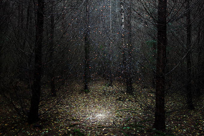 Sirli, müəmmalı meşə - FOTO