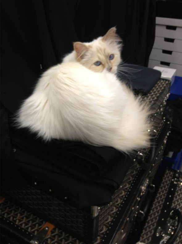 Креативный директор Chanel представил образы любимицы индустрии моды - ФОТО