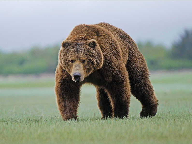 Опасные животные южного региона Азербайджана - ФОТО