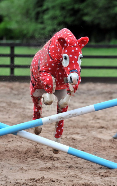 Глупо или мило: одежда для четвероногих друзей - ФОТО