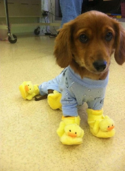 Глупо или мило: одежда для четвероногих друзей - ФОТО