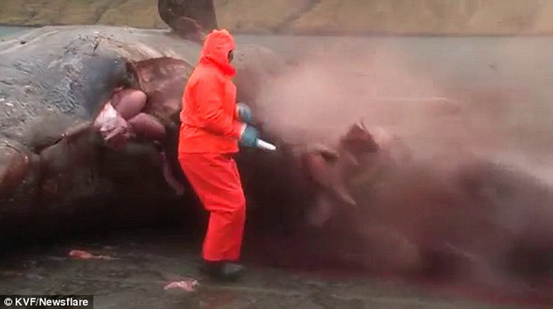 Удивительный случай: мертвый кит "взорвался" - ФОТО - ВИДЕО