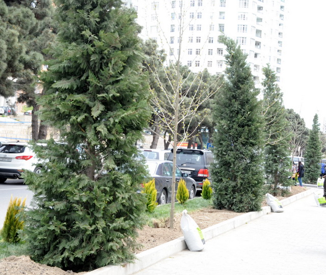 В Баку по инициативе вице-президента Фонда Гейдара Алиева Лейлы Алиевой состоялась озеленительная акция - ФОТО