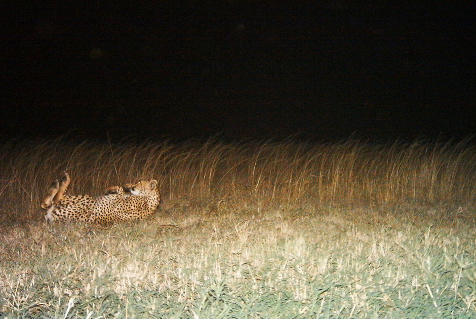 Необычные кадры из жизни зверей, сделанные скрытой камерой - ФОТО