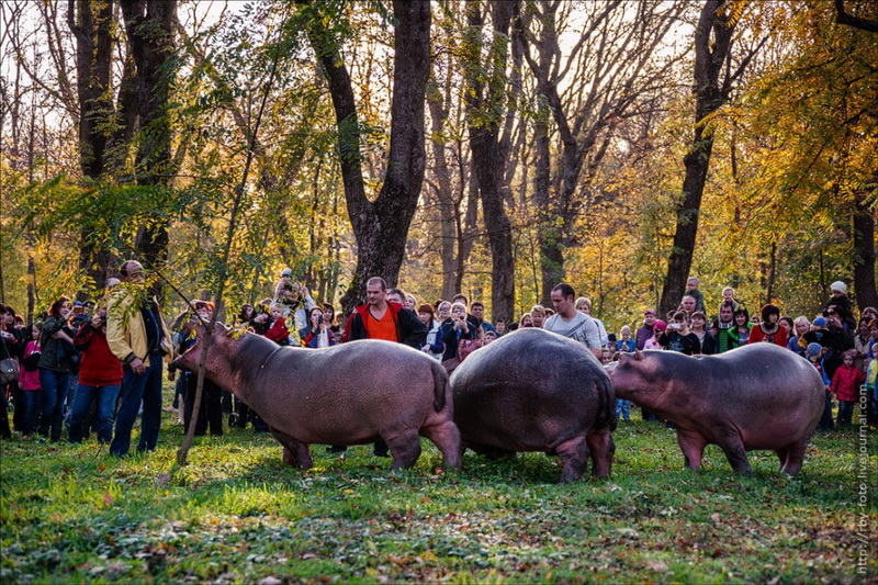 Бегемоты прогулялись по парку - ФОТОСЕССИЯ