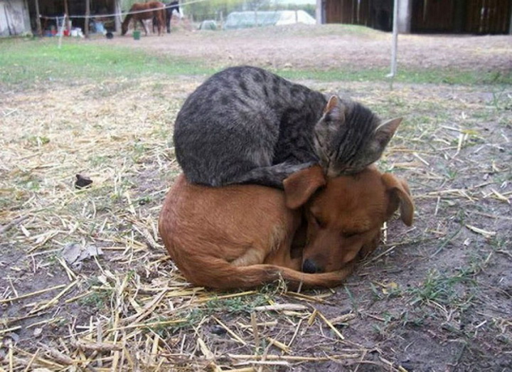 Дружить как кошка с собакой! - ФОТОСЕССИЯ