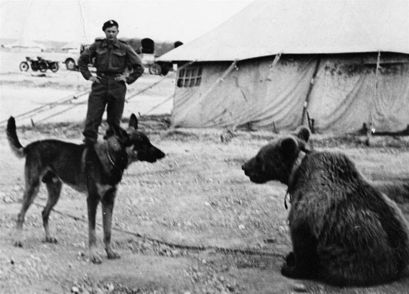Войтек: история боевого медведя - ФОТОСЕССИЯ