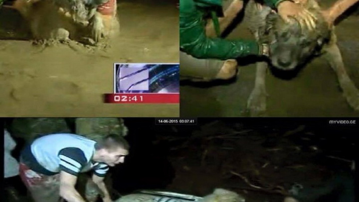 Трагедия в Тбилиси: по городу гуляют дикие звери - ОБНОВЛЕНО - ФОТО - ВИДЕО