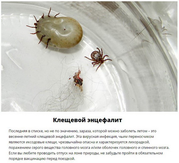 Паразиты, которых следует опасаться летом - ФОТО