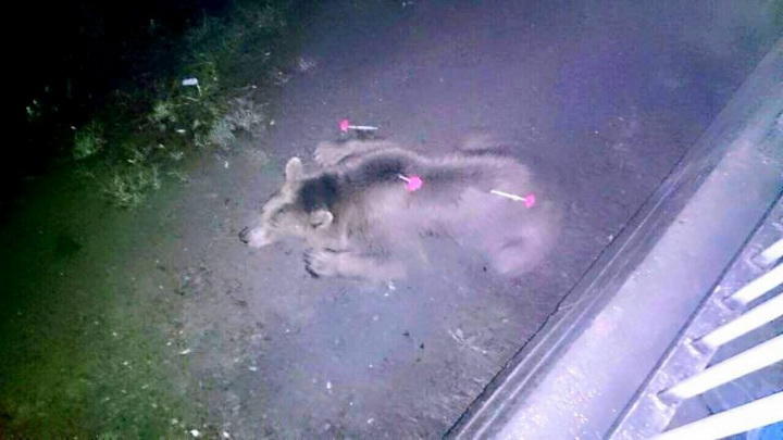 Трагедия в Тбилиси: по городу гуляют дикие звери - ОБНОВЛЕНО - ФОТО - ВИДЕО