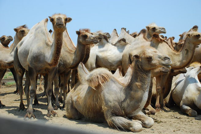 Азербайджанский фильм удостоен “Golden World Awards” - ФОТО