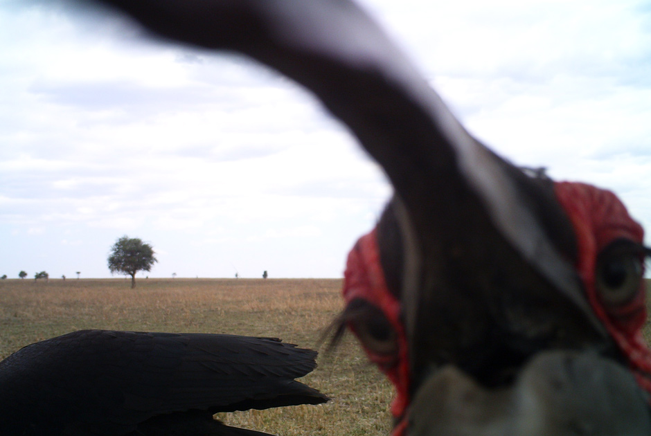 Необычные кадры из жизни зверей, сделанные скрытой камерой - ФОТО