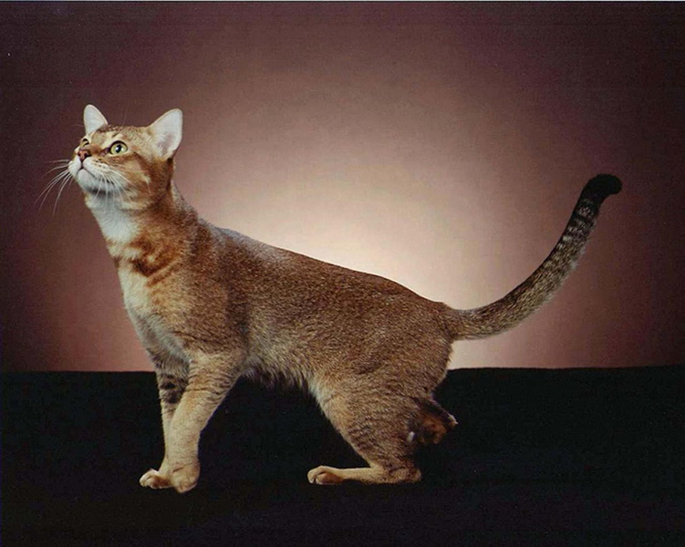 Самые красивые кошки в мире - ФОТОСЕССИЯ