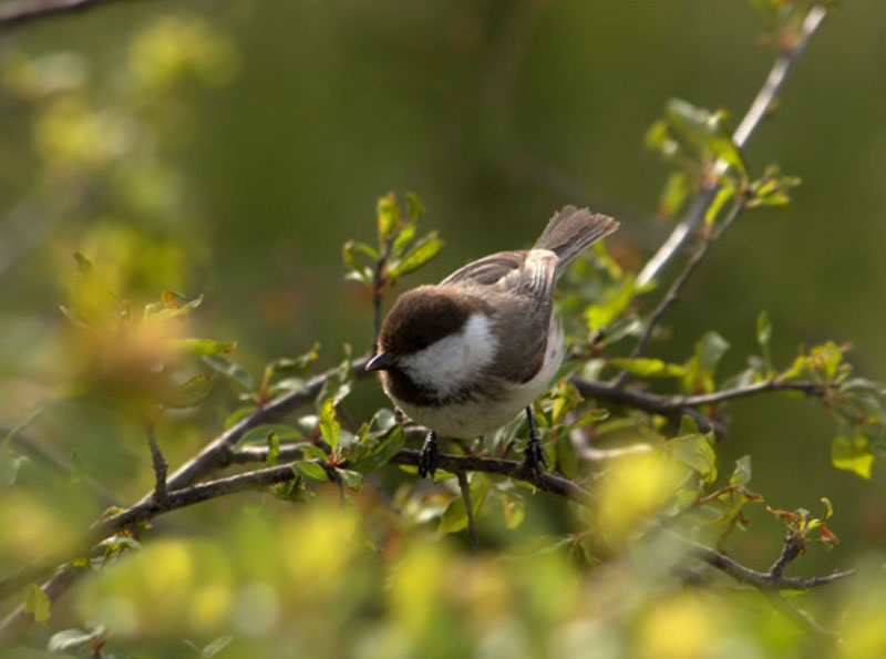 Опасные животные южного региона Азербайджана - ФОТО