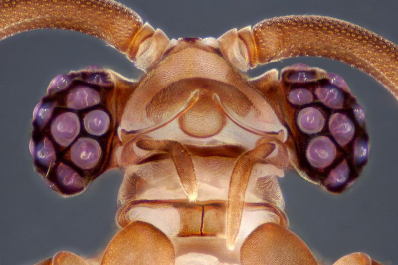 Конкурс микрофотографии Nikon Small World 2014 - ФОТОСЕССИЯ