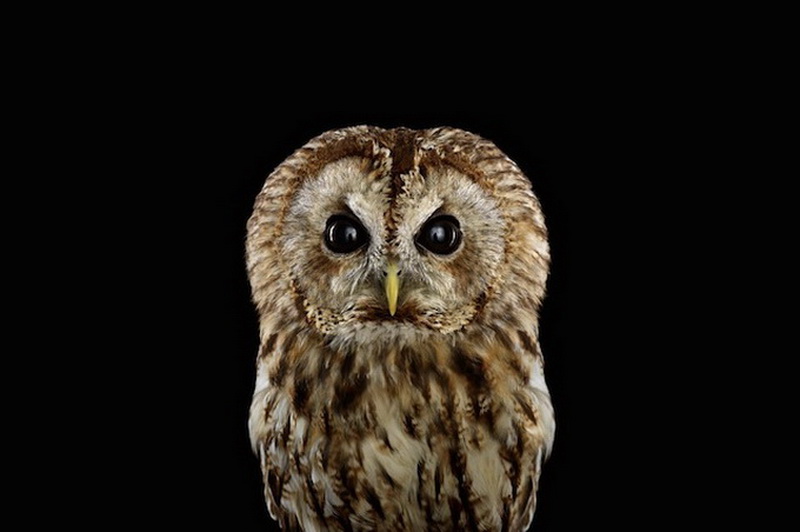 Дикие животные Брэда Уилсона - ФОТОСЕССИЯ