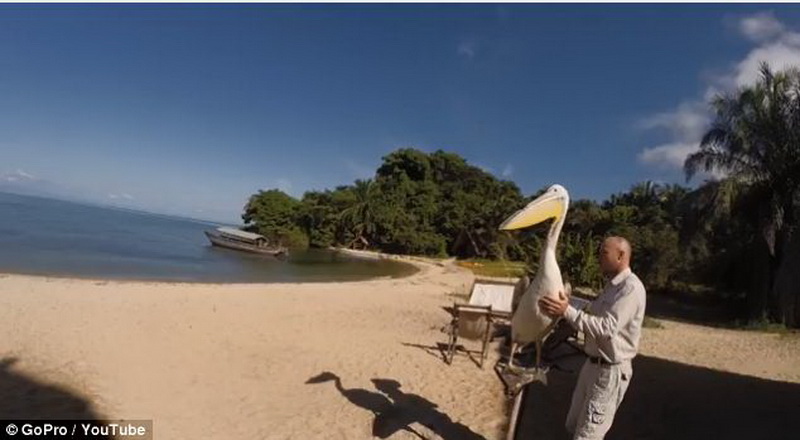 Первый полет пеликана засняли на камеру - ФОТО - ВИДЕО