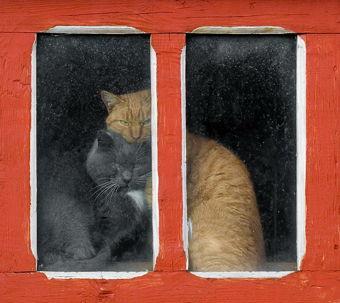 16 лучших фото котов сезона - ФОТОСЕССИЯ