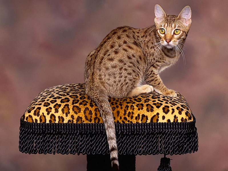 Самые красивые кошки в мире - ФОТОСЕССИЯ