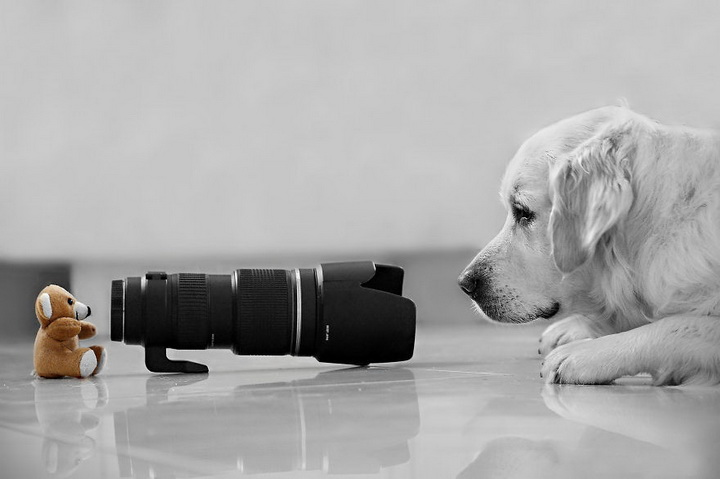 Нереально фотогеничные животные и птицы - ФОТОСЕССИЯ