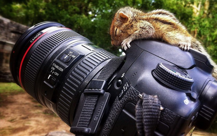 Нереально фотогеничные животные и птицы - ФОТОСЕССИЯ