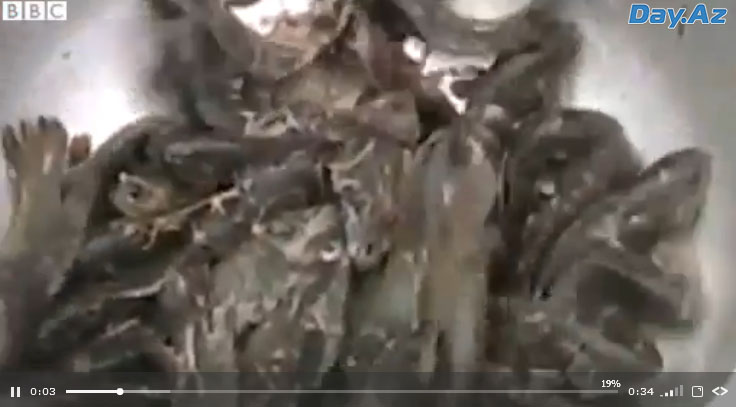 На Шри-Ланке выпал дождь из рыбы - ВИДЕО