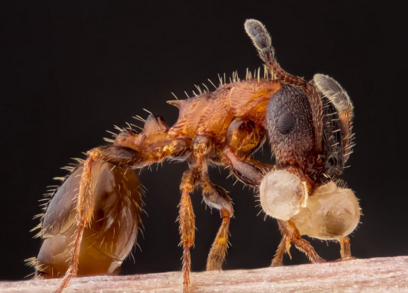 Конкурс микрофотографии Nikon Small World 2014 - ФОТОСЕССИЯ