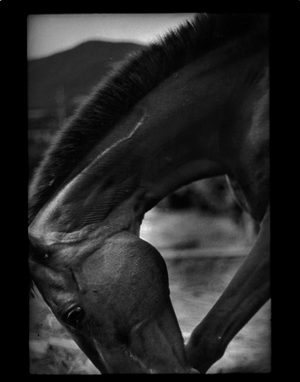Психологический портрет: неожиданные образы животных - ФОТОСЕССИЯ