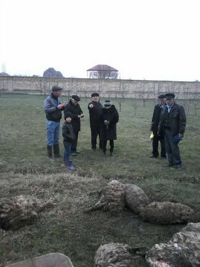Бездомные псы растерзали целое стадо овец в Губе - ФОТО - ВИДЕО