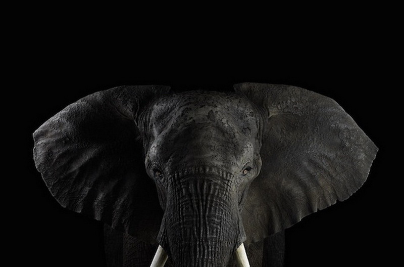 Дикие животные Брэда Уилсона - ФОТОСЕССИЯ