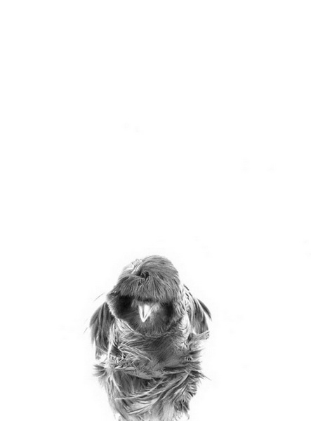 "Картинная галерея" Day.Az: Дикая красота - ФОТО