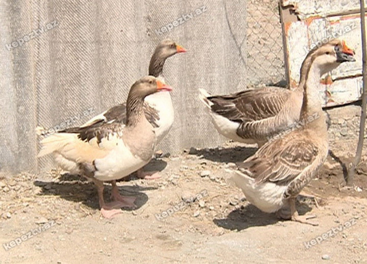 Gəncədə qeyri-adi hadisə - FOTO