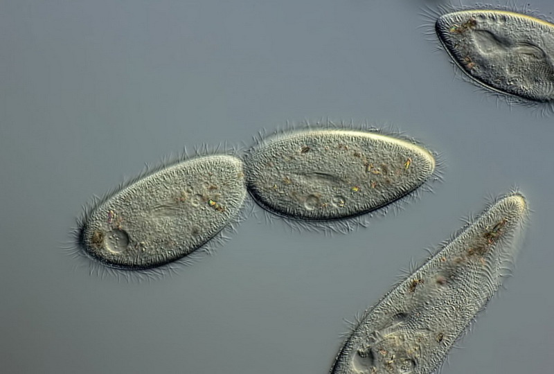 Конкурс микрофотографии Nikon Small World 2014 - ФОТОСЕССИЯ