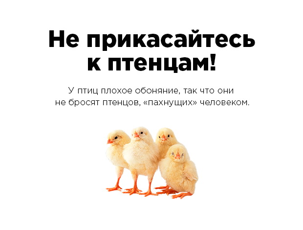 Эти факты рунета не имеют ничего общего с истиной