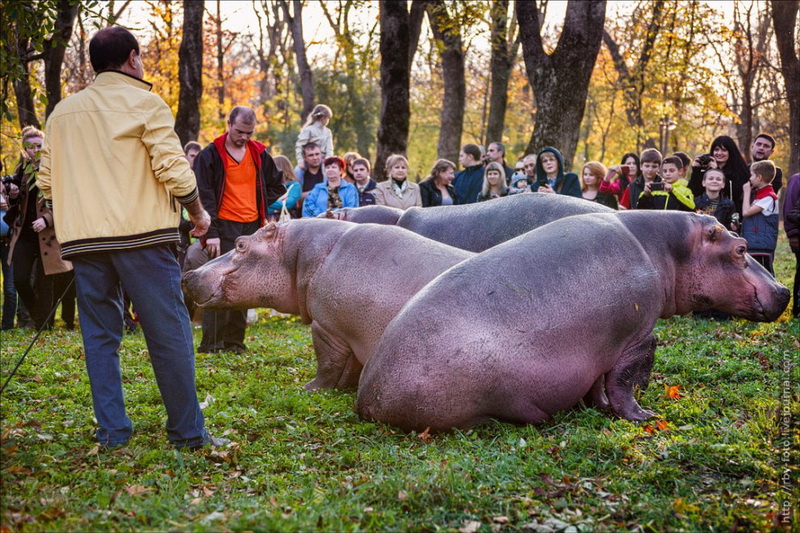 Бегемоты прогулялись по парку - ФОТОСЕССИЯ