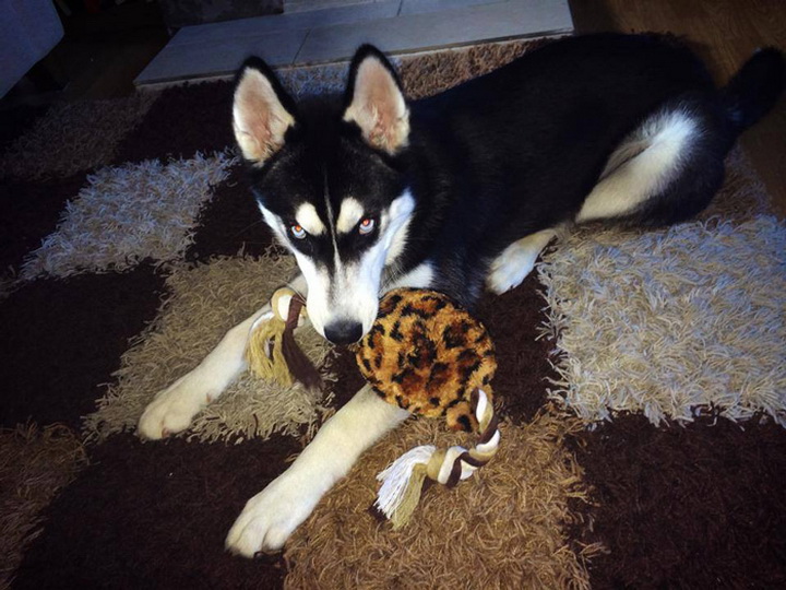 Под пристальным взглядом сердитого хаски - ФОТОСЕССИЯ