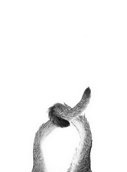 "Картинная галерея" Day.Az: Дикая красота - ФОТО