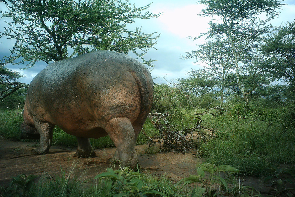 Необычные кадры из жизни зверей, сделанные скрытой камерой - ФОТО