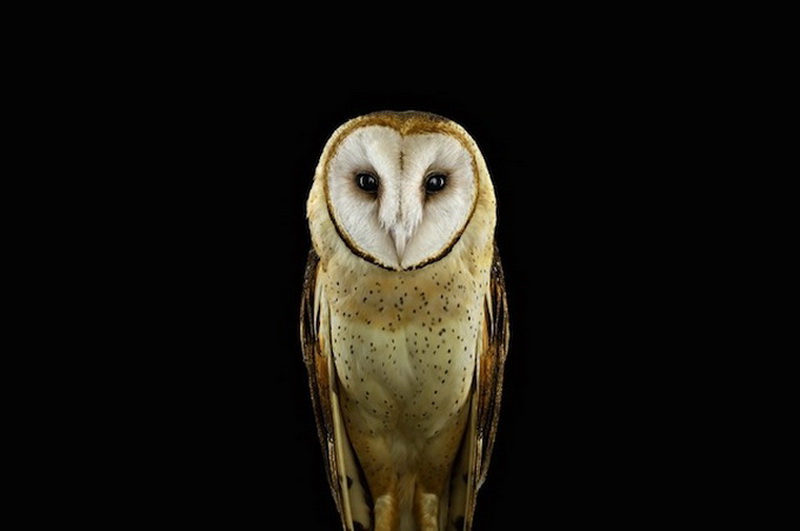 Дикие животные Брэда Уилсона - ФОТОСЕССИЯ