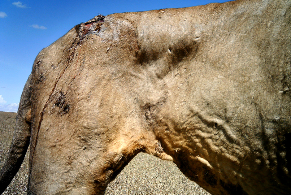 Необычные кадры из жизни зверей, сделанные скрытой камерой - ФОТО