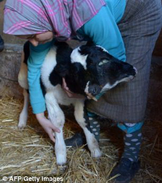Двухголовый теленок шокировал жителей Марокко – ФОТО