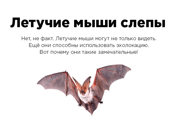 Эти факты рунета не имеют ничего общего с истиной