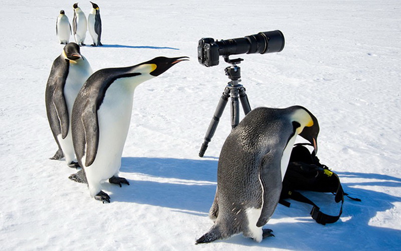 Лучшие фотографии животных от английского издания - ФОТОСЕССИЯ