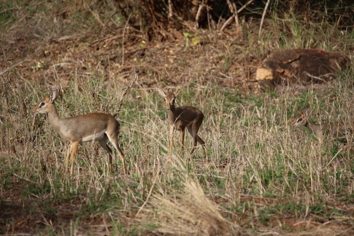 Кения: дикдик – самая маленькая антилопа на свете - ФОТОСЕССИЯ