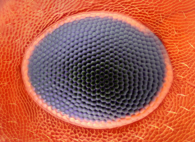 Конкурс микрофотографии Nikon Small World 2014 - ФОТОСЕССИЯ