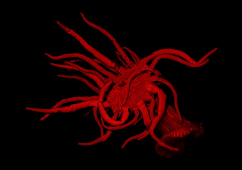Конкурс микрофотографии Nikon Small World 2014 - ФОТОСЕССИЯ