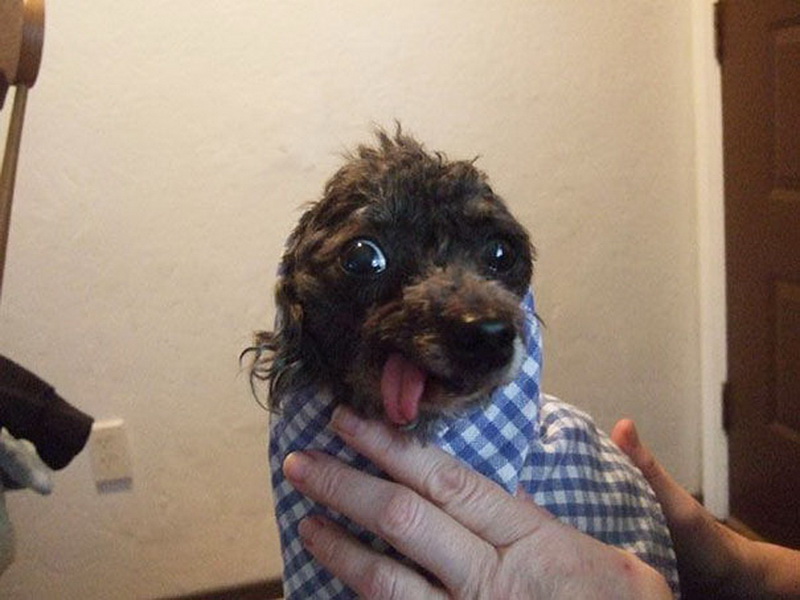 Самые страшные фотографии животных - ФОТО