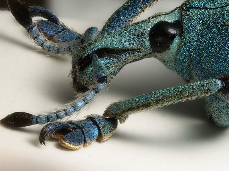Конкурс микрофотографии Nikon Small World 2014 - ФОТОСЕССИЯ