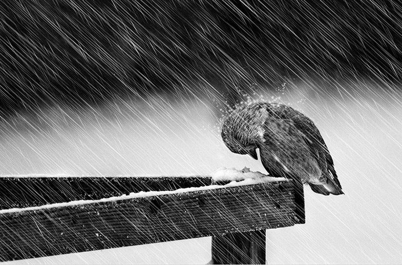 Фотографии животных со всех уголков планеты - ФОТОСЕССИЯ