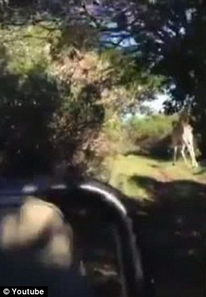 И смех, и грех: в ЮАР жираф напал на туристов – ФОТО - ВИДЕО